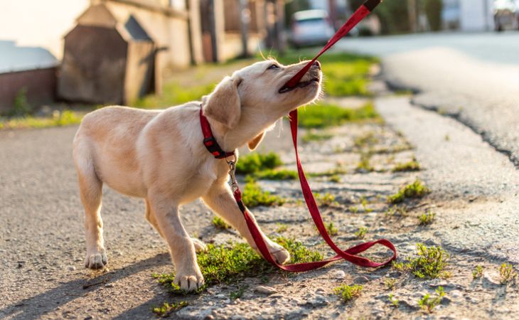 adopt puppy tug on leash