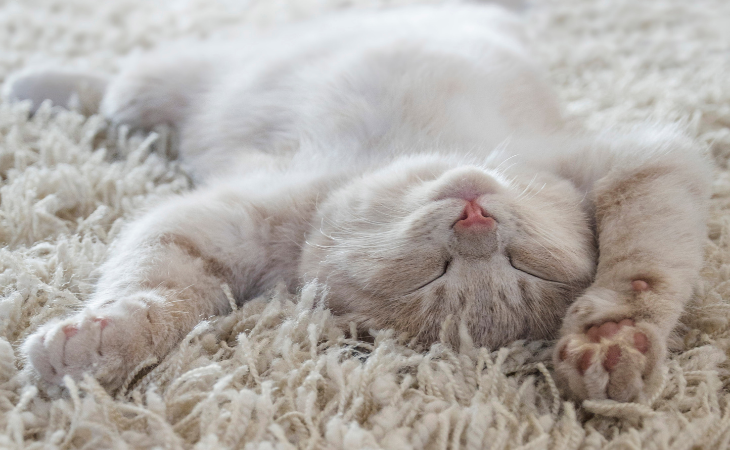Cat sleep on back on carpet
