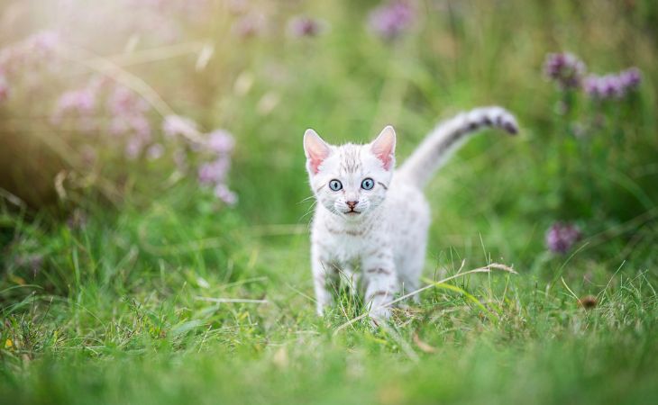 kitten outside in the grass