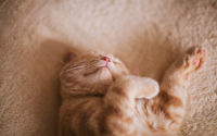 Ginger cat sleep on back