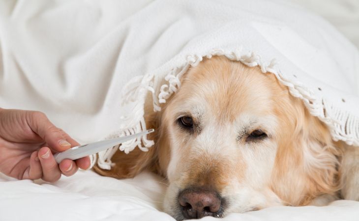 take temperature of dog