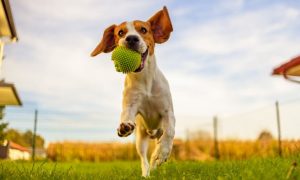 Boost immune system dog healthy