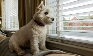 how teach dog stay home alone look out window