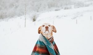 protect dog from cold