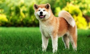 akita inu dog breed overview