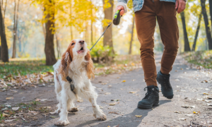 dog bark excessively on walk