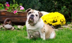 english bulldog backyard outside garden