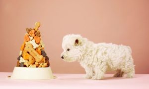 which type treats for dog