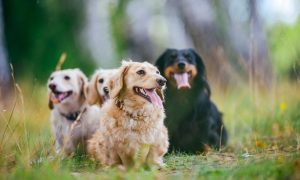 20 small dog breeds