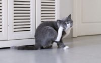 allergies in cats scratch