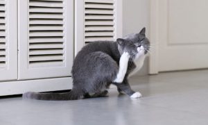 allergies in cats scratch