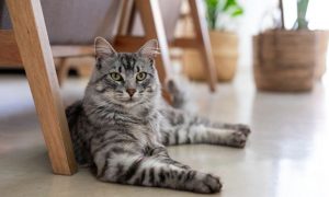 cat sterilization spay neuter