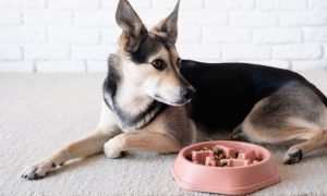dog sit with slow feeder dog bowl