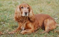 english cocker spaniel dog breed