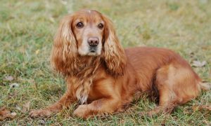 english cocker spaniel dog breed