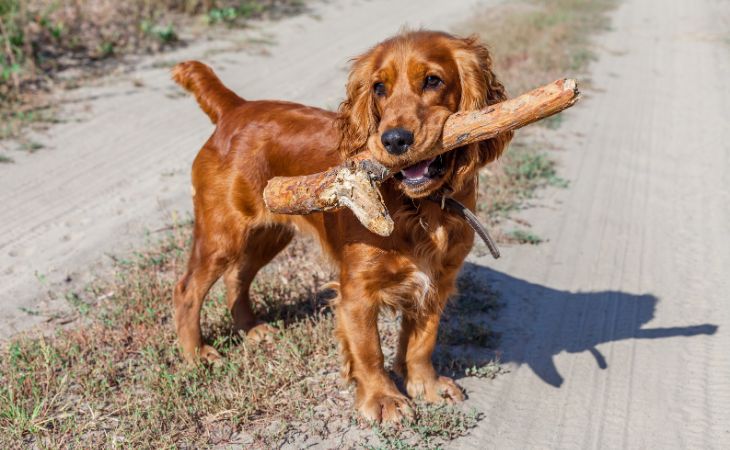 english cocker spaniel dog with stick