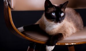 siamese cat sit