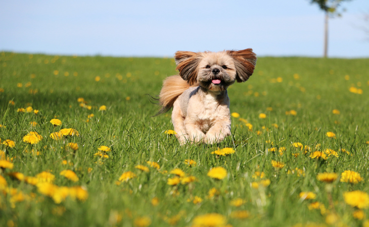 small dog breed lhassa apso