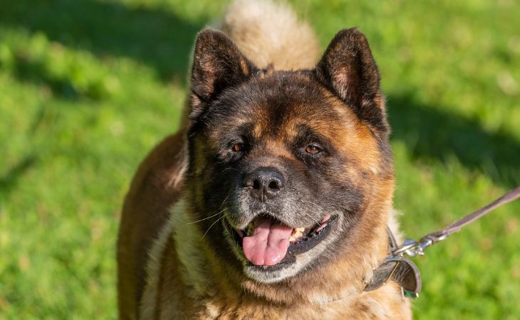 american akita close up dog