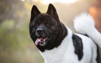 american akita dog breed