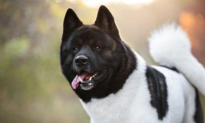 american akita dog breed