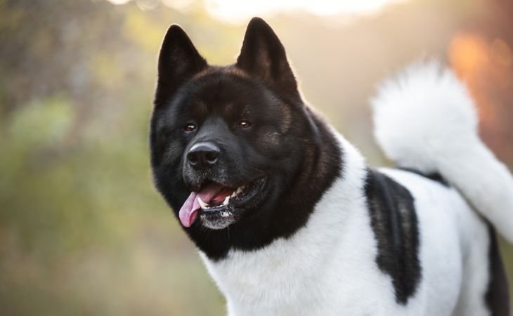 american akita dog breed