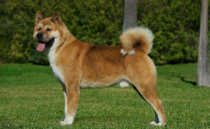 american akita physical characteristics tail full body