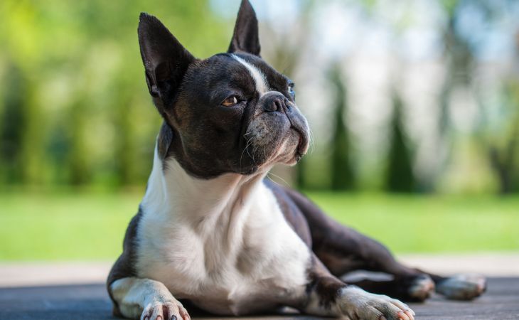 boston terrier dog breed