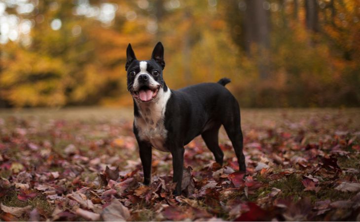 boston terrier full body