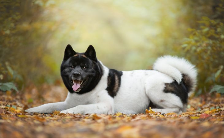 dog breed american akita