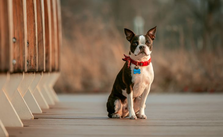 dog breed boston terrier