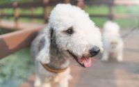 bedlington terrier dog breed