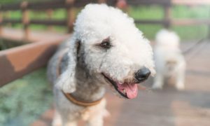 bedlington terrier dog breed