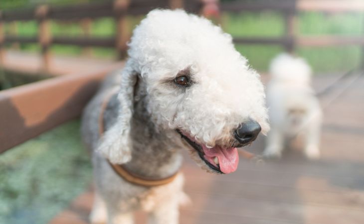 bedlington terrier dog breed