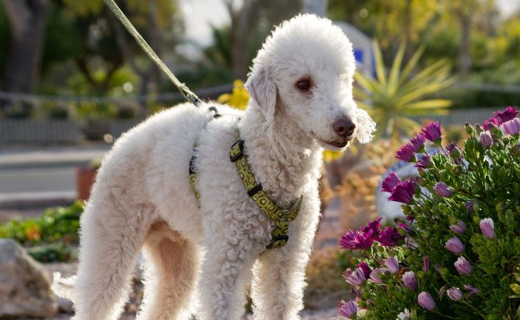 bedlington terrier full body