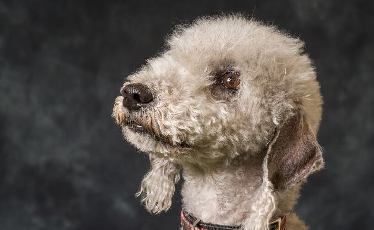 bedlington terrier profile