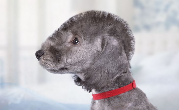 bedlington terrier puppy