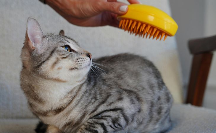 cat greasy oily fur brush
