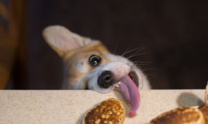 dog steals food