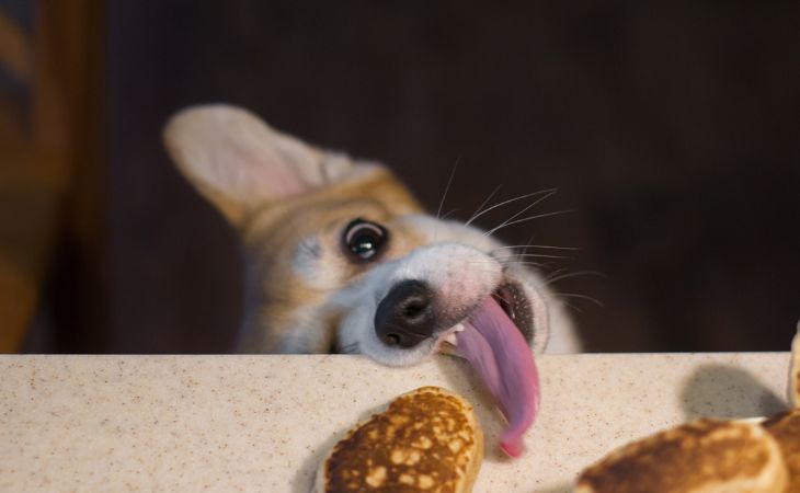 dog steals food