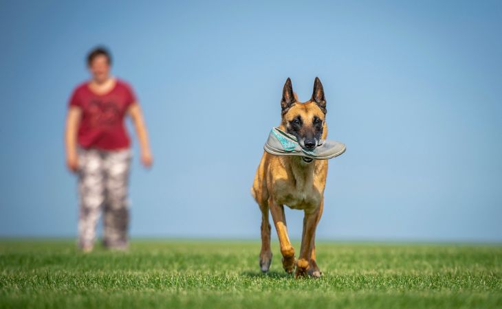 dog steals shoe