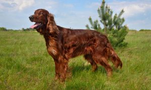 irish setter dog breed cover