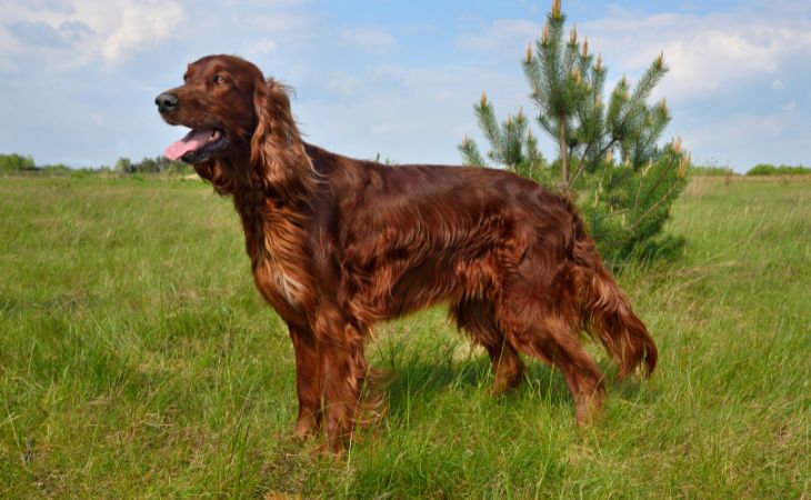 irish setter dog breed cover