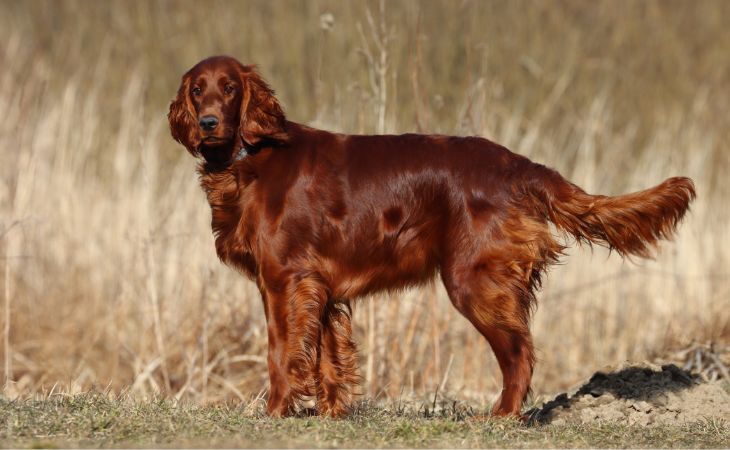 irish setter red coat