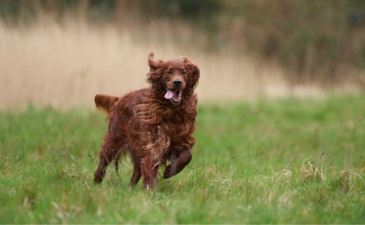irish setter run