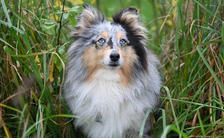 shetland sheepdog close up