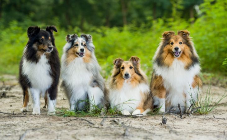 shetland sheepdog coat colors
