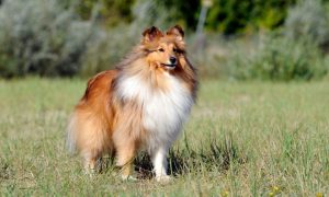 shetland sheepdog dog breed cover