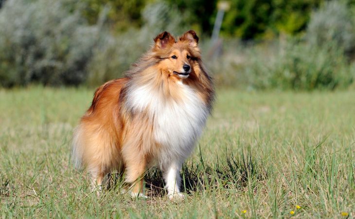shetland sheepdog dog breed cover