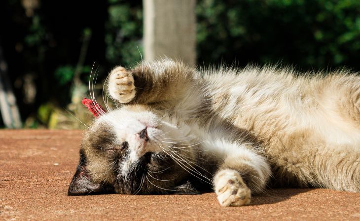 cat hot heat stroke outside